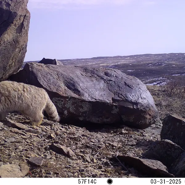 A photograph of Otocolobus manul manul from Koshkar camera trap