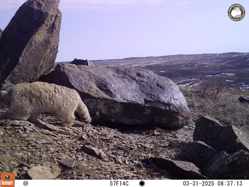 A photograph of Otocolobus manul manul from Koshkar camera trap