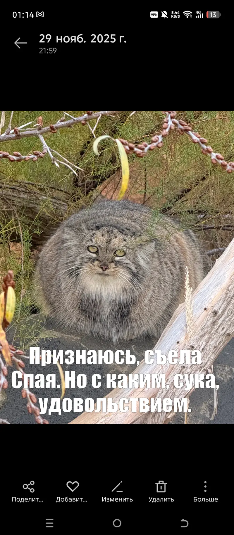 A photograph of a Pallas's cat