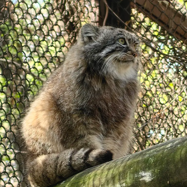 A photograph of Ruf in Novosibirsk Zoo