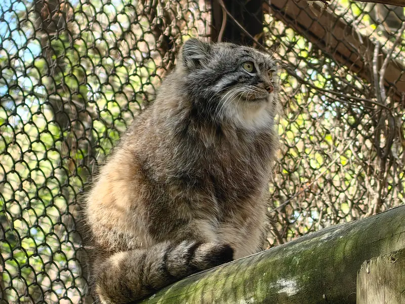 A photograph of Ruf in Novosibirsk Zoo