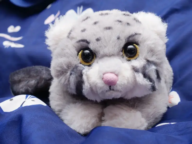 A photograph of a Pallas's cat