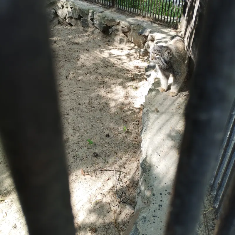 A photograph of a Pallas's cat in Novosibirsk Zoo