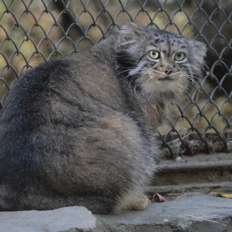 A photograph of Adele in Novosibirsk Zoo