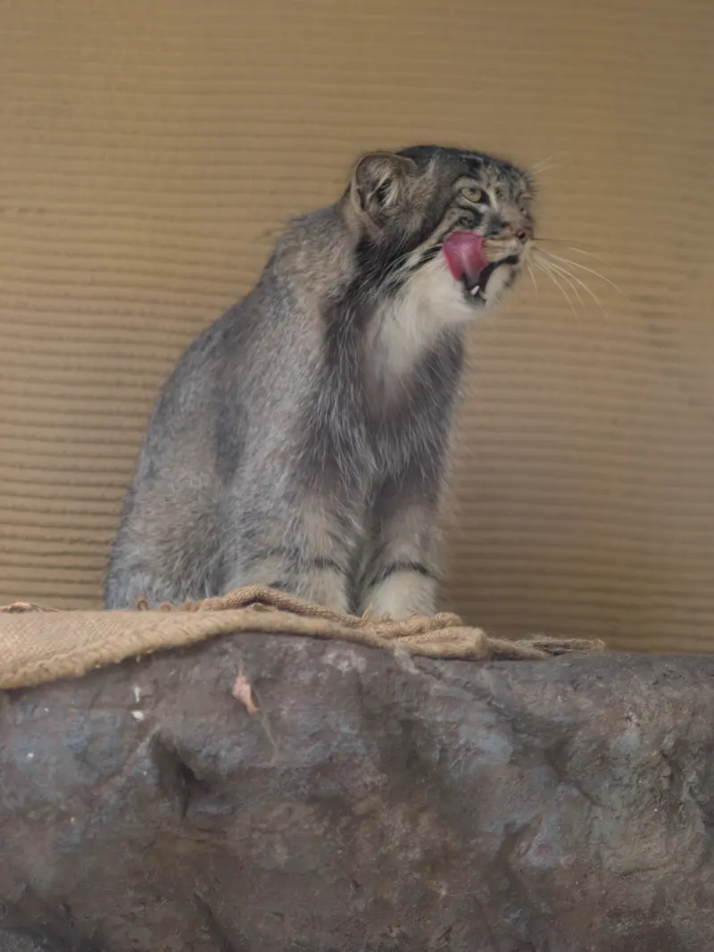 A photograph of Hide in Asahiyama Zoo