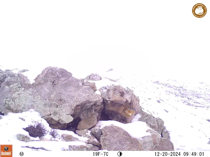 A photograph of Pika from Besshoky 1 camera trap