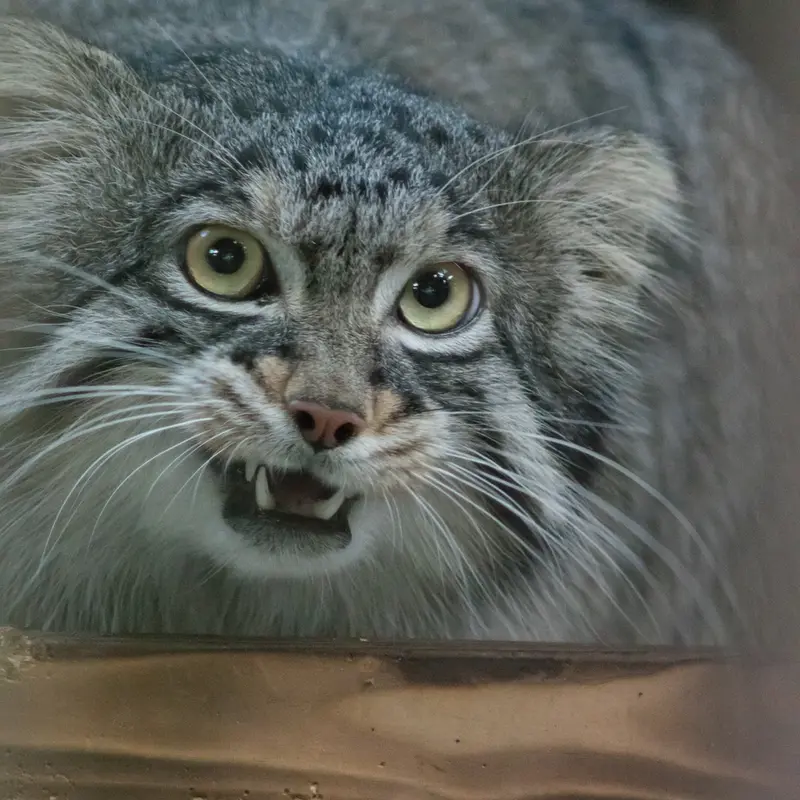 A photograph of Figa in Nogeyama Zoo