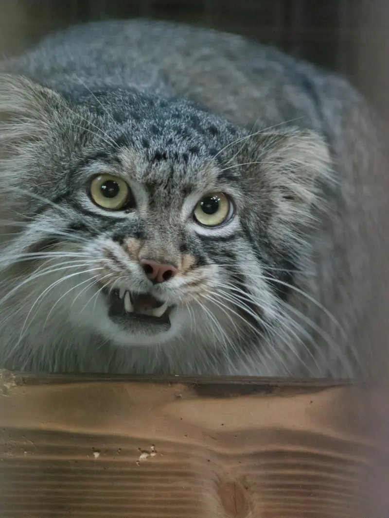 A photograph of Figa in Nogeyama Zoo