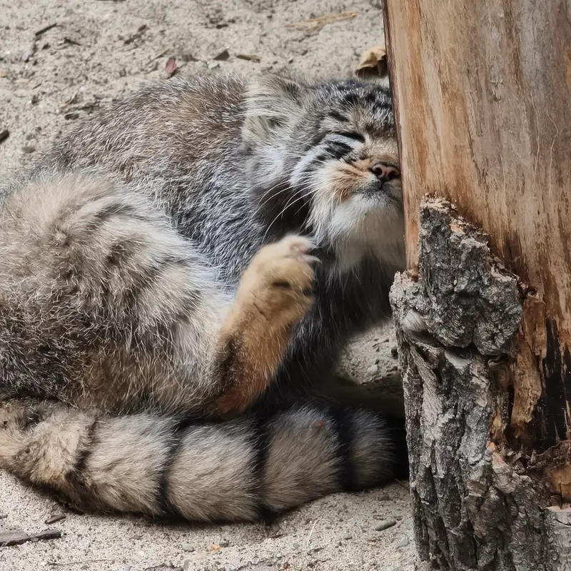 A photograph of a Pallas's cat in Novosibirsk Zoo