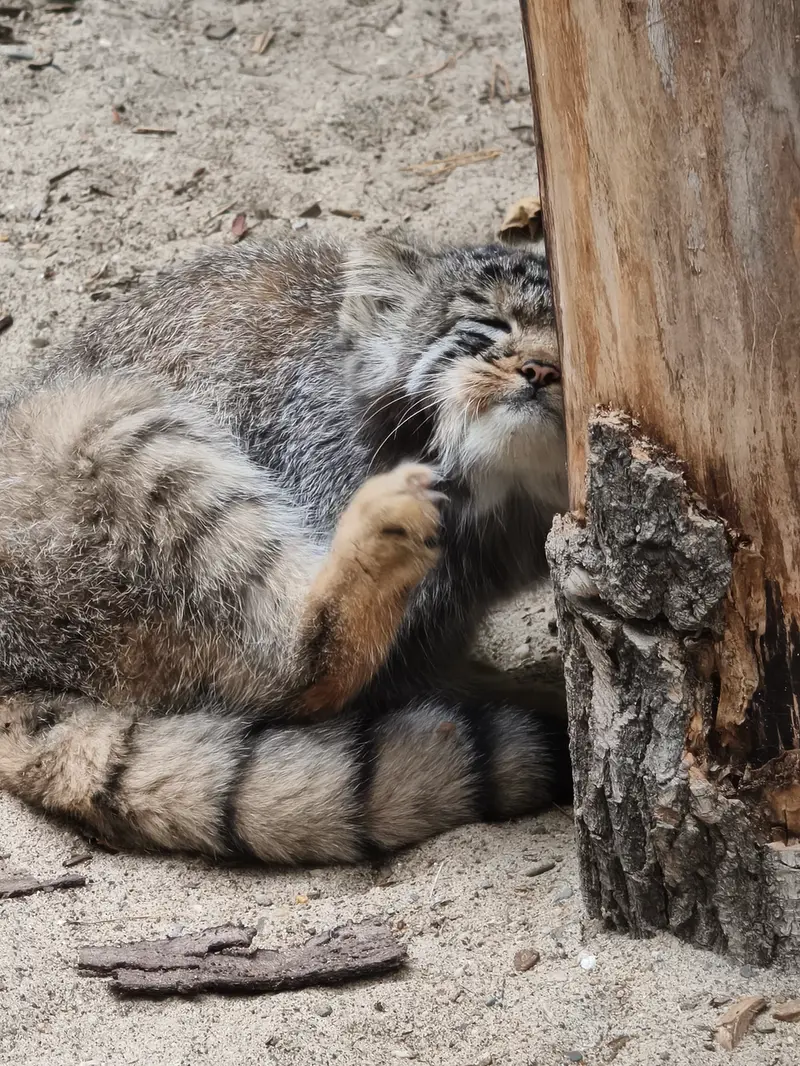 A photograph of a Pallas's cat in Novosibirsk Zoo