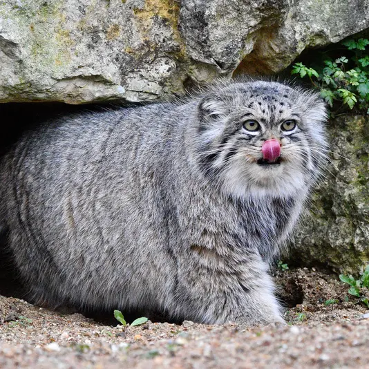 A photograph of Atlan in Port Lympne Wild Animal Park