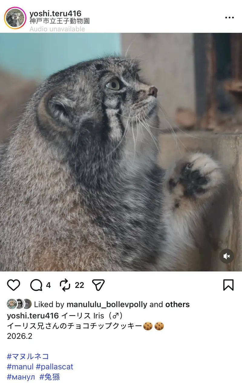 A photograph of a Pallas's cat