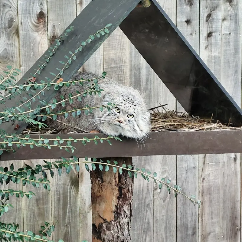 A photograph of Altai in Tregomeur Zoo