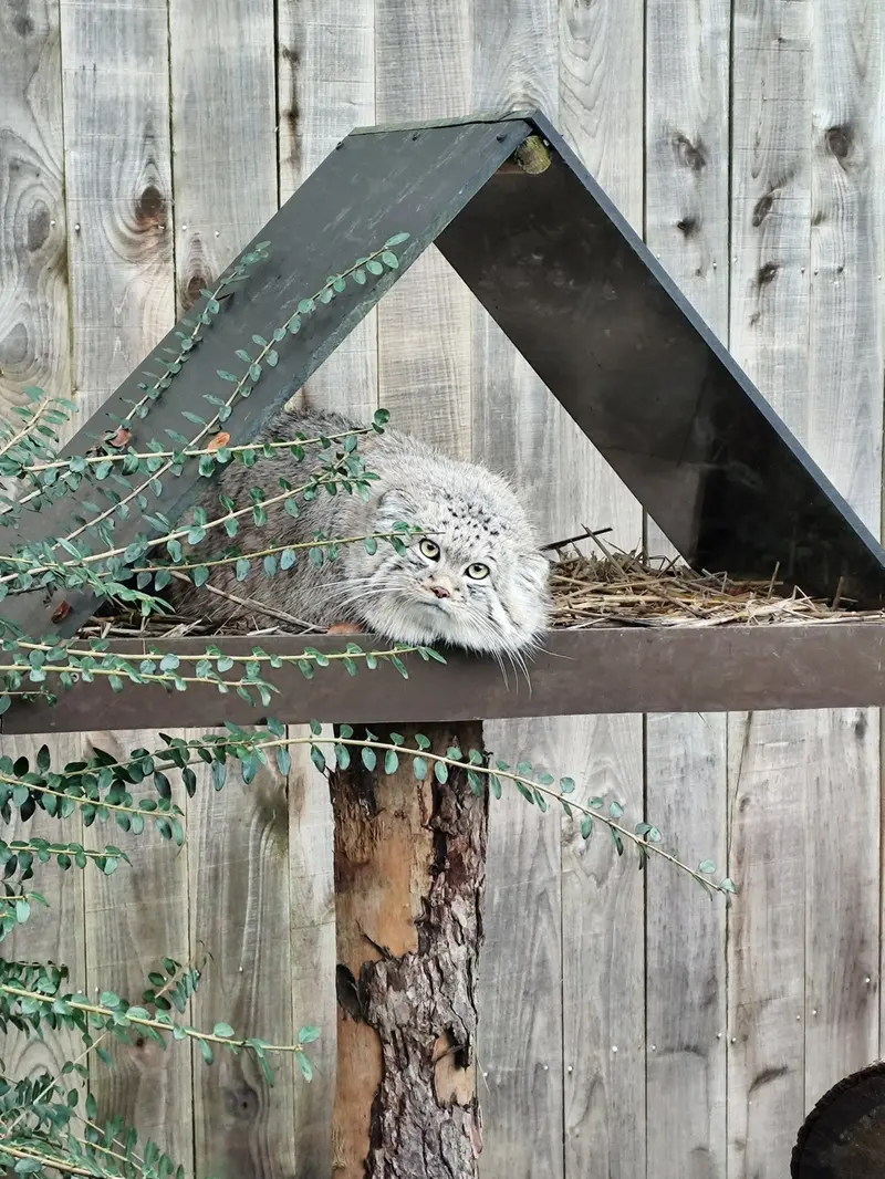 A photograph of Altai in Tregomeur Zoo