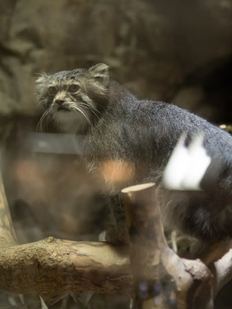 A photograph of Klyon in Ueno Zoological Gardens