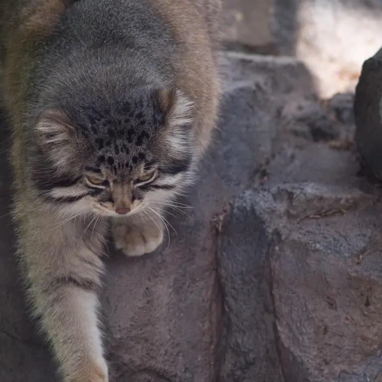 A photograph of Grusha in Asahiyama Zoo
