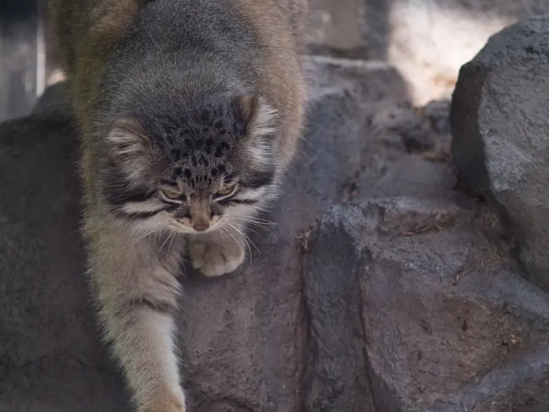 A photograph of Grusha in Asahiyama Zoo