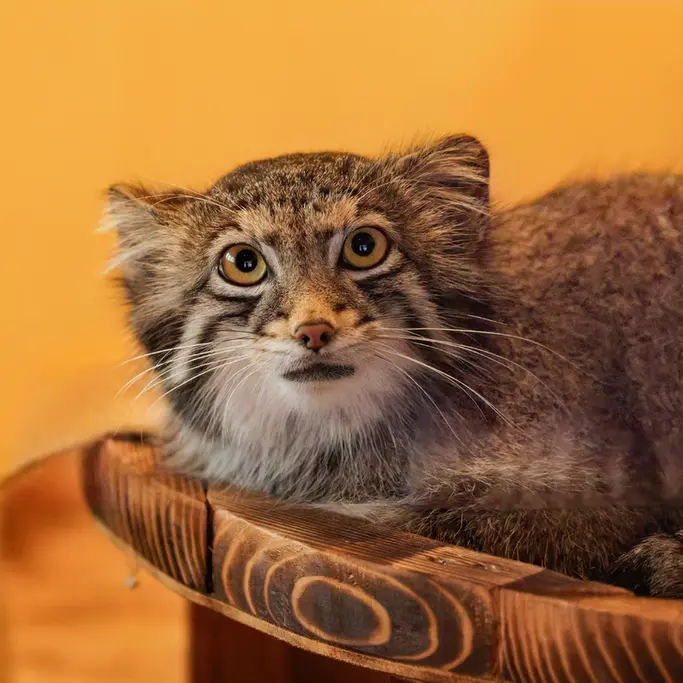 A photograph of Oto in Saitama Children's Zoo