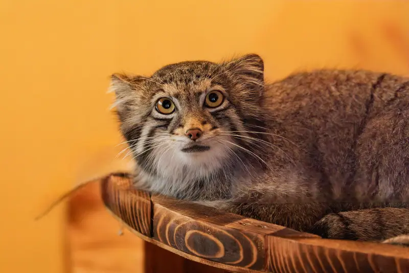 A photograph of Oto in Saitama Children's Zoo