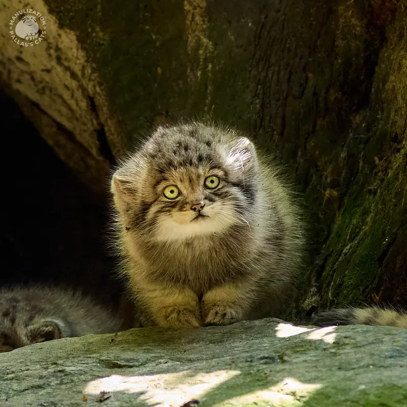 A photograph of Tuya in Parco Faunistico La Torbiera