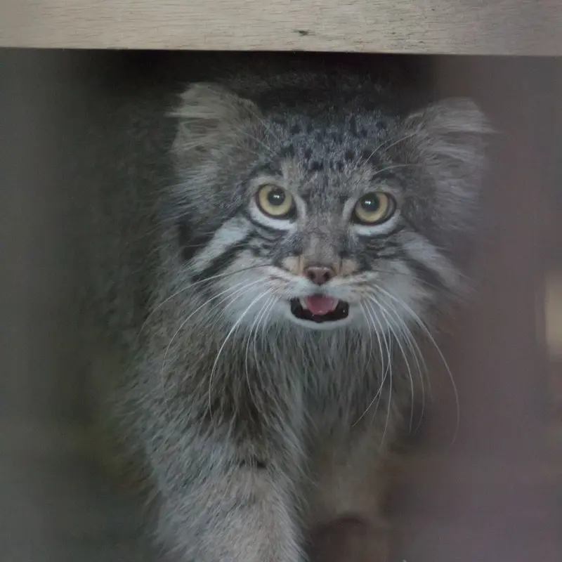 A photograph of Figa in Nogeyama Zoo