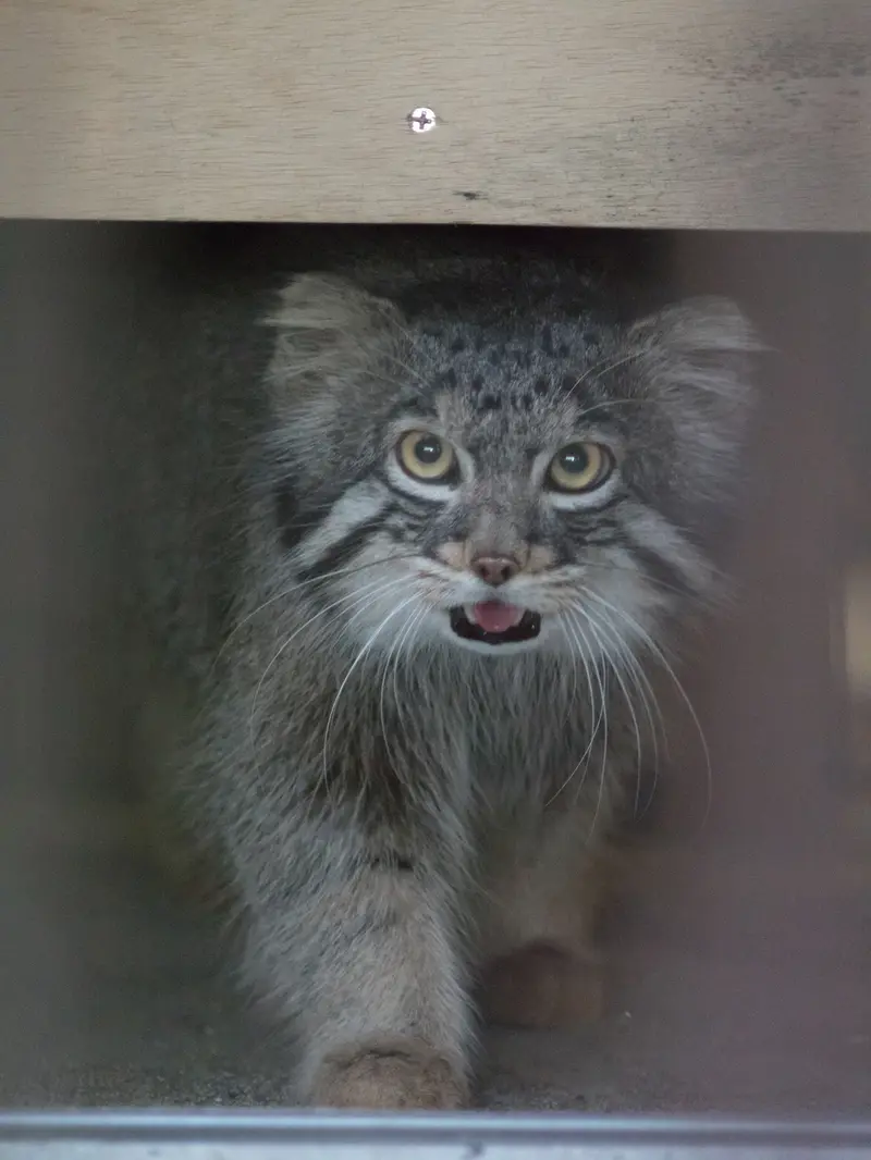A photograph of Figa in Nogeyama Zoo