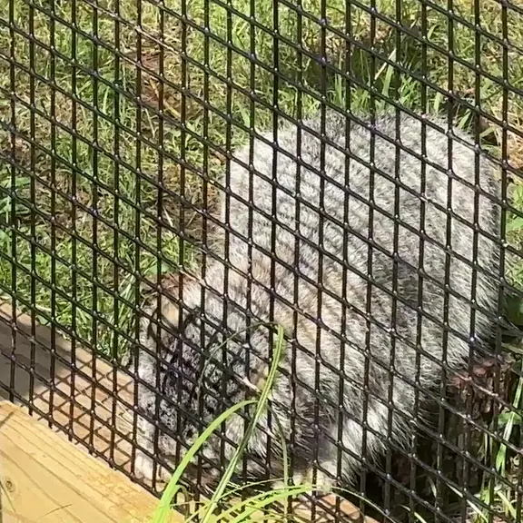 A photograph of a Pallas's cat in Elmwood Park Zoo