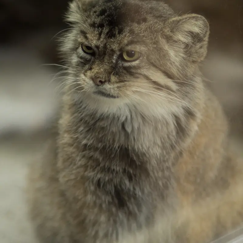 A photograph of Primula in Ueno Zoological Gardens