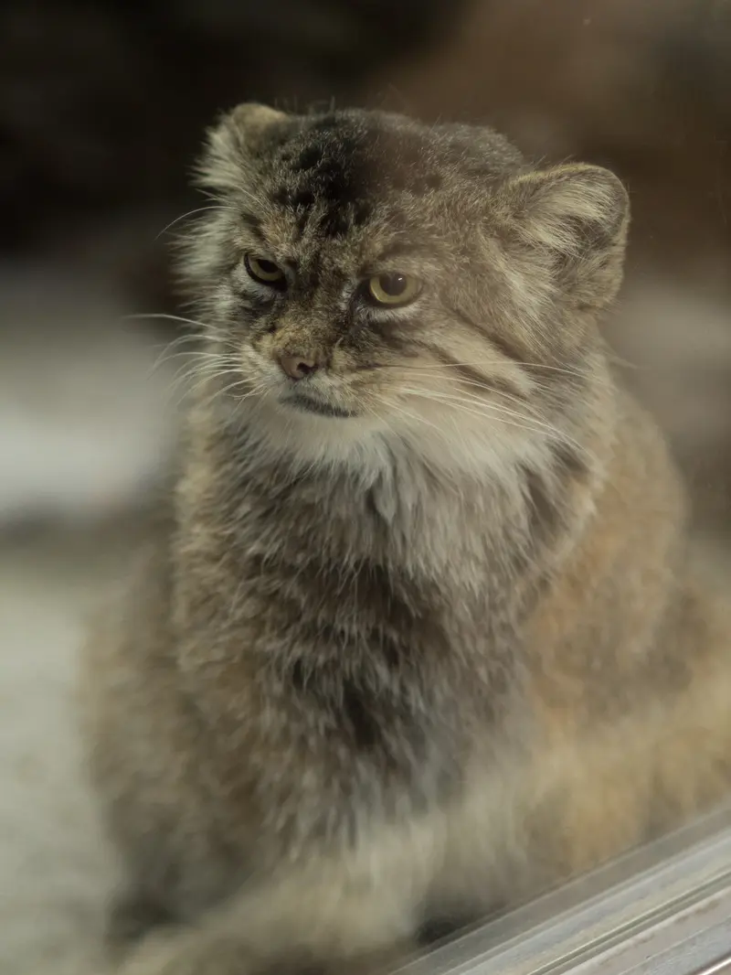 A photograph of Primula in Ueno Zoological Gardens