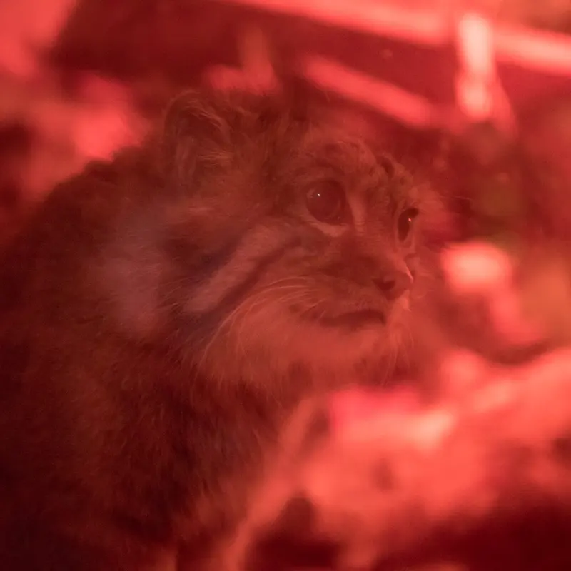 A photograph of Naim in Ueno Zoological Gardens
