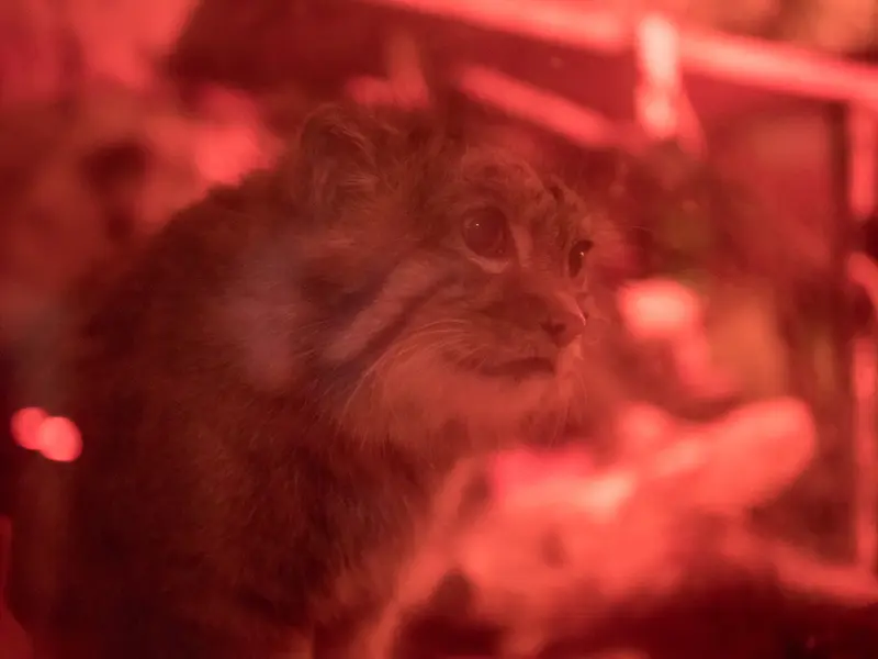 A photograph of Naim in Ueno Zoological Gardens