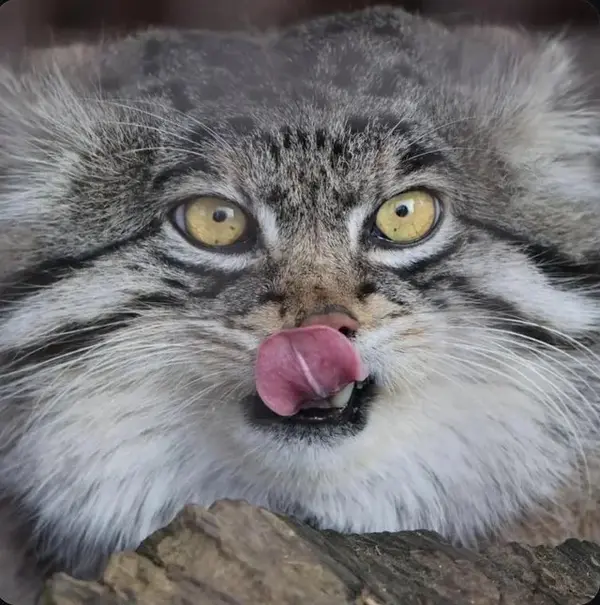 A photograph of a Pallas's cat