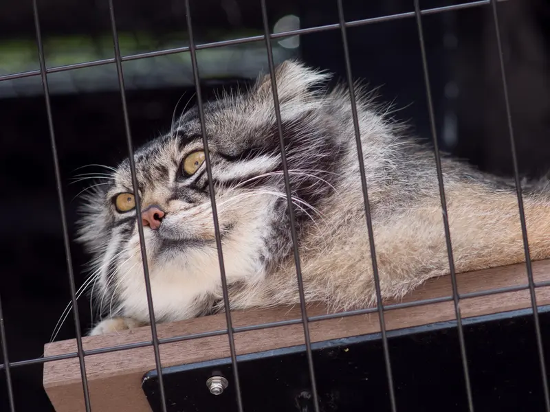 A photograph of Grusha in Asahiyama Zoo