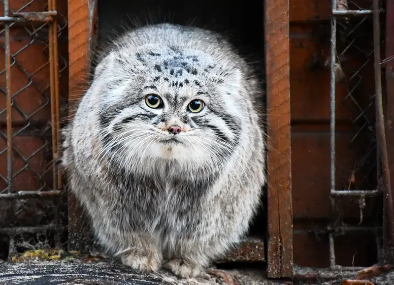 A photograph of a Pallas's cat