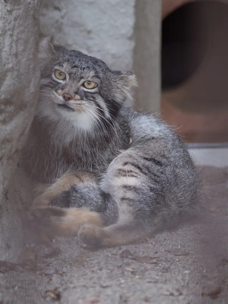 A photograph of Figa in Nogeyama Zoo