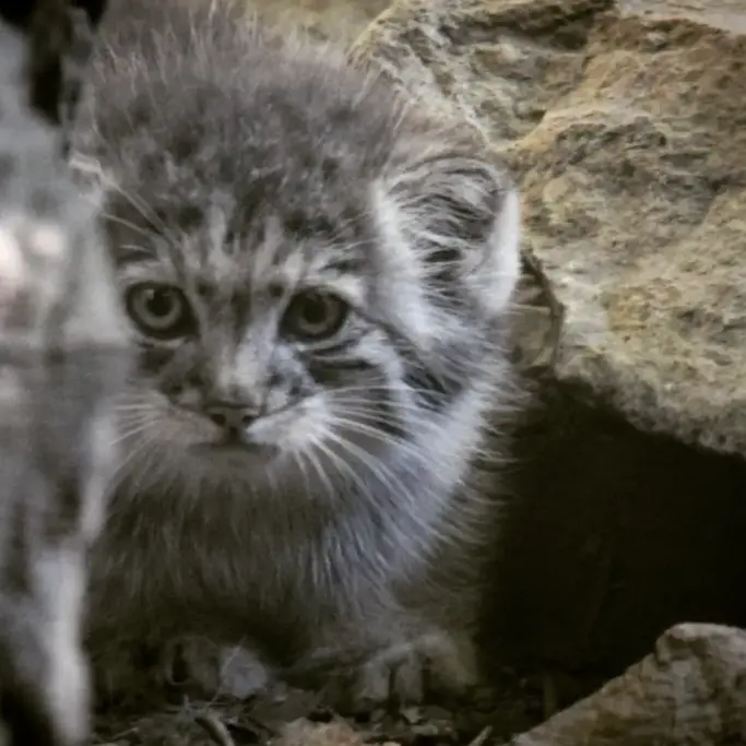 A photograph of Kitten of Lucy b. 2026 Ⅰ in Budapest Zoo & Botanical Garden