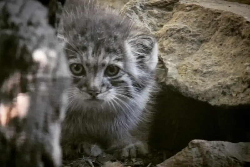 A photograph of Kitten of Lucy b. 2026 Ⅰ in Budapest Zoo & Botanical Garden