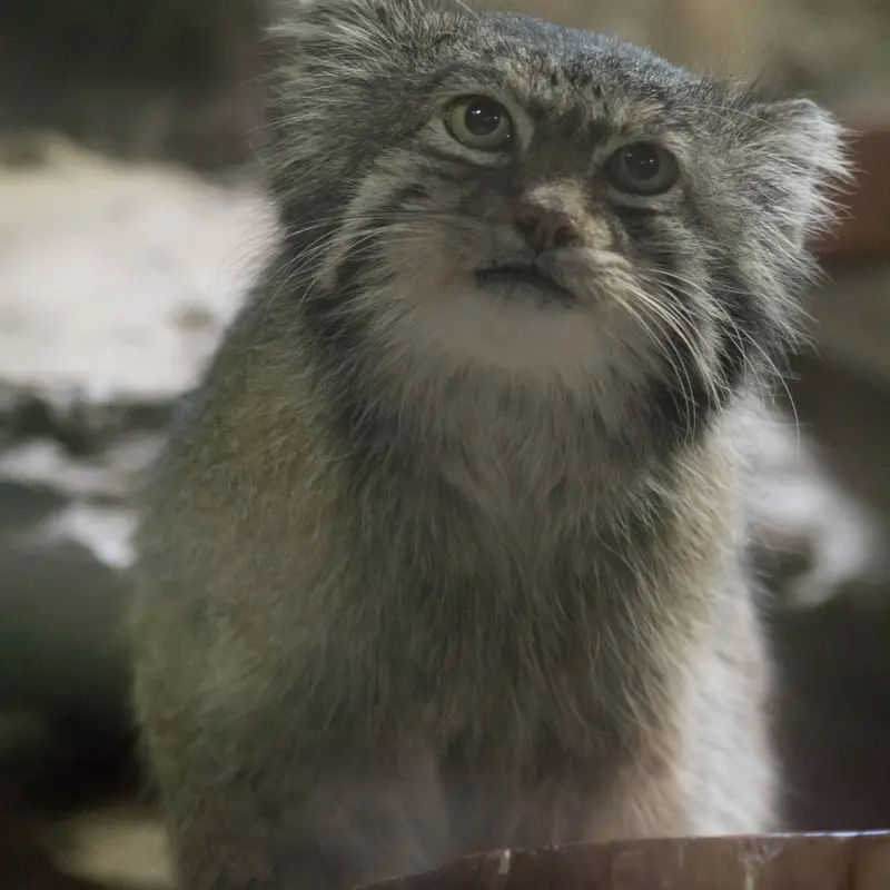 A photograph of Klyon in Ueno Zoological Gardens