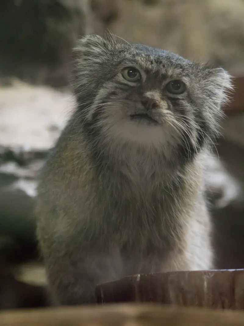 A photograph of Klyon in Ueno Zoological Gardens