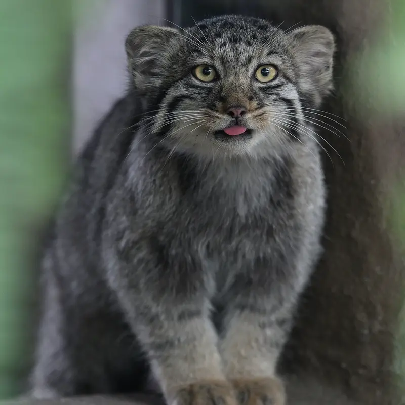 A photograph of Nagi in Kobe Animal Kingdom