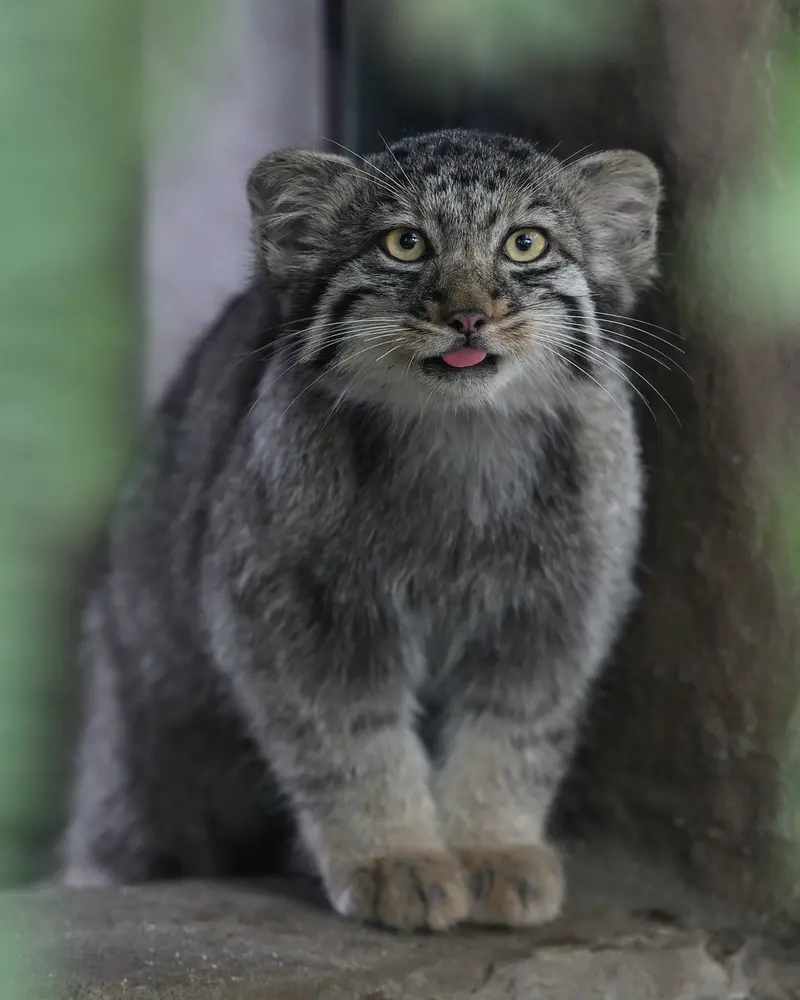 A photograph of Nagi in Kobe Animal Kingdom