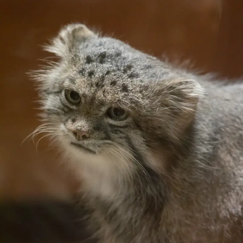 A photograph of Klyon in Ueno Zoological Gardens