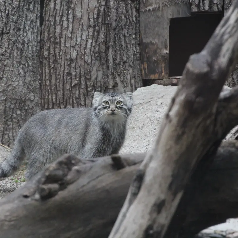 A photograph of Meera in Red River Zoo