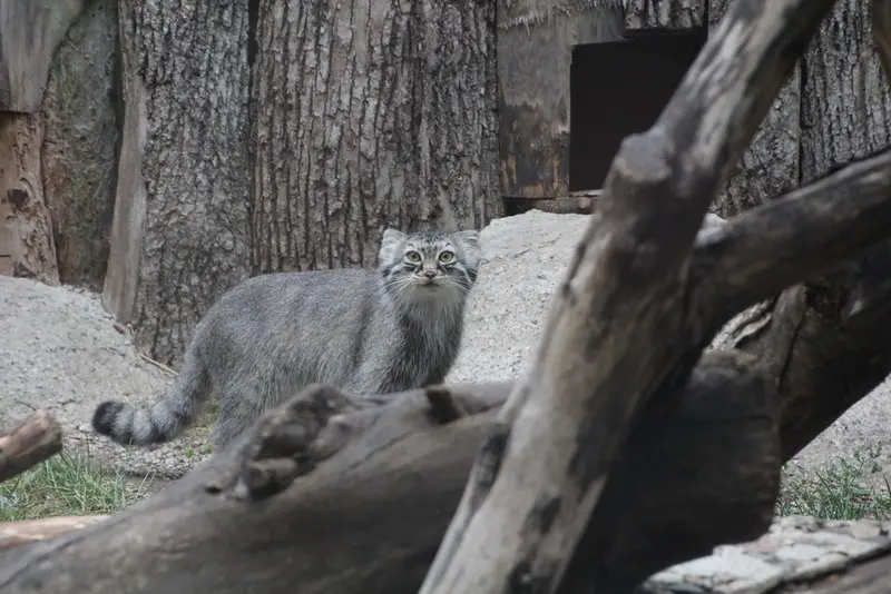 A photograph of Meera in Red River Zoo
