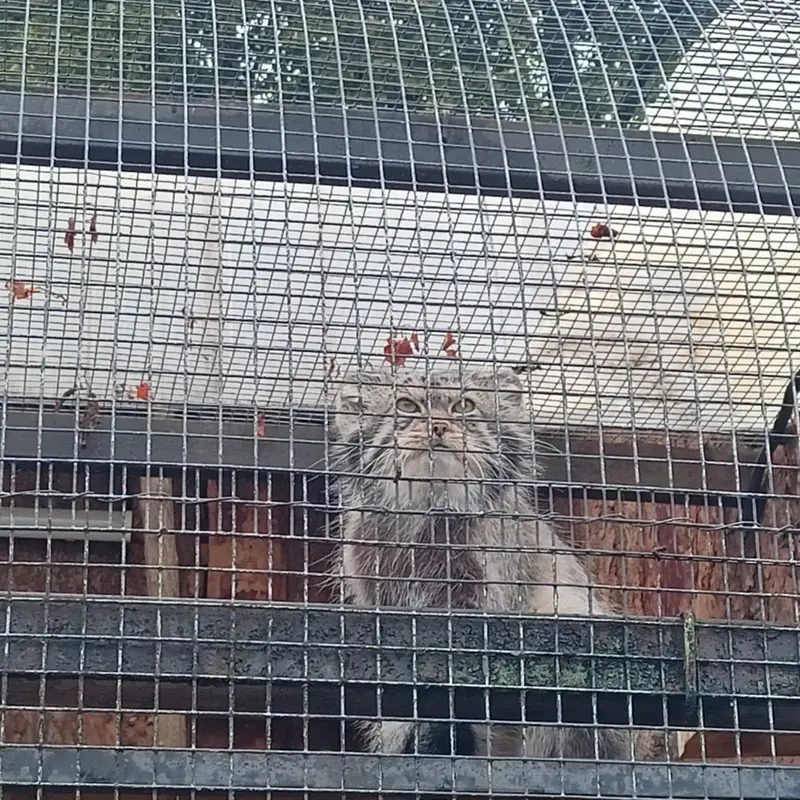 A photograph of a Pallas's cat