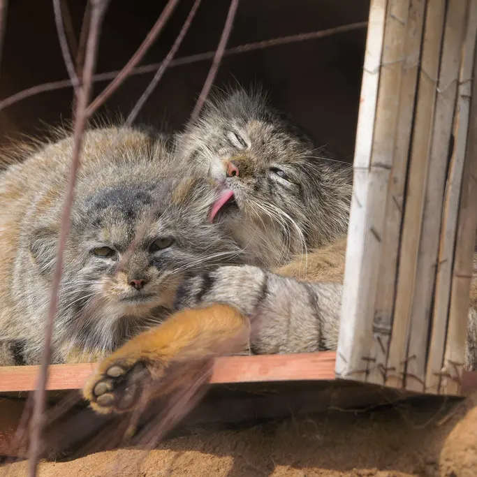 A photograph of Prinsessa and Spay in Prague Zoo
