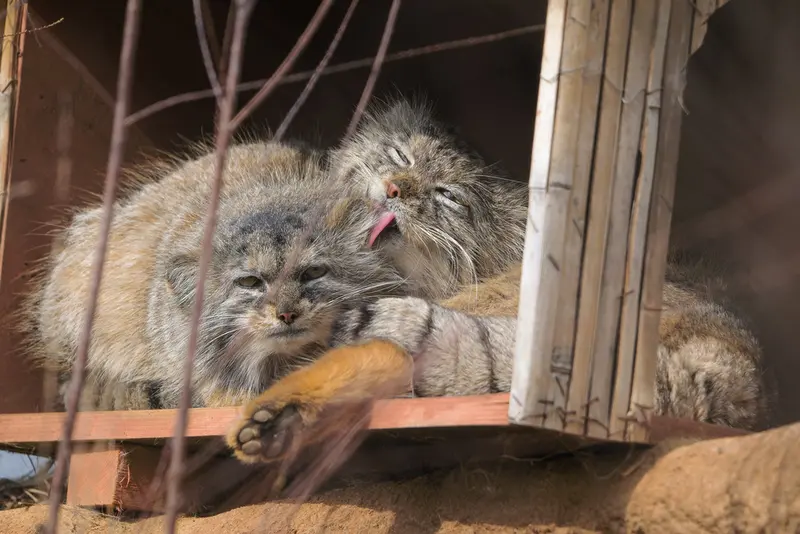A photograph of Prinsessa and Spay in Prague Zoo