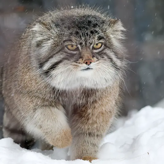 A photograph of Grusha in Asahiyama Zoo