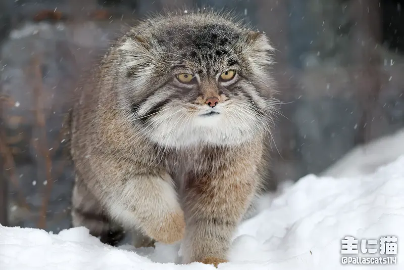 A photograph of Grusha in Asahiyama Zoo