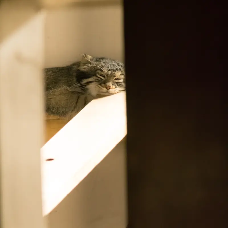 A photograph of Figa in Nogeyama Zoo